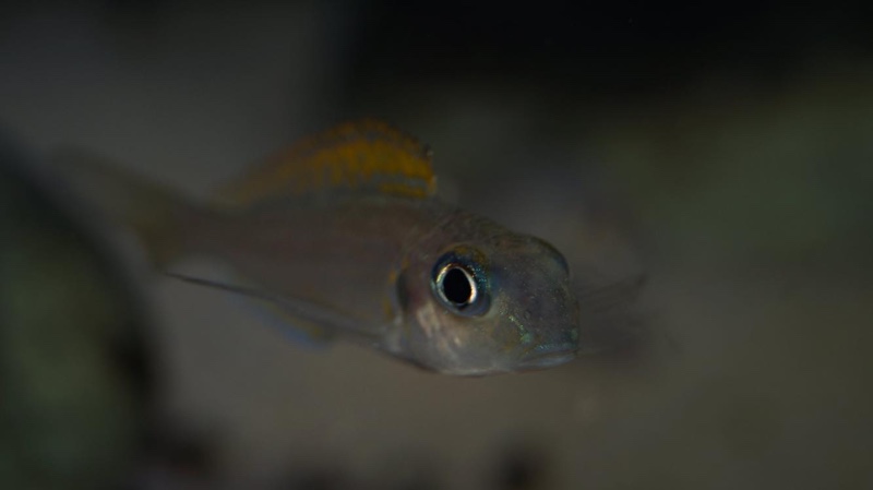 Xenotilapia flavipinnis 'Kagunga'